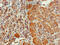 Cell Division Cycle 6 antibody, CSB-PA857873LA01HU, Cusabio, Immunohistochemistry frozen image 