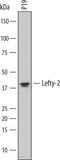 Left-Right Determination Factor 2 antibody, AF7648, R&D Systems, Western Blot image 
