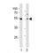 GATA Binding Protein 6 antibody, F52801-0.4ML, NSJ Bioreagents, Western Blot image 