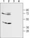 Dopamine Receptor D4 antibody, PA5-77391, Invitrogen Antibodies, Western Blot image 