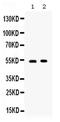 TNF Receptor Superfamily Member 4 antibody, PA5-80161, Invitrogen Antibodies, Western Blot image 