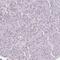 Transcriptional Regulating Factor 1 antibody, NBP2-38883, Novus Biologicals, Immunohistochemistry paraffin image 