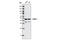 GATA Binding Protein 1 antibody, 4591S, Cell Signaling Technology, Western Blot image 
