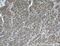 Interleukin 2 antibody, 26156-1-AP, Proteintech Group, Immunohistochemistry frozen image 