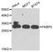 FKBP Prolyl Isomerase 3 antibody, abx005250, Abbexa, Western Blot image 