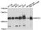 Activating Signal Cointegrator 1 Complex Subunit 2 antibody, LS-C748817, Lifespan Biosciences, Western Blot image 
