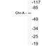 Chromogranin A antibody, LS-C291688, Lifespan Biosciences, Western Blot image 