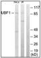 UBTF antibody, AP32257PU-N, Origene, Western Blot image 