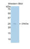 Interleukin 27 antibody, LS-C294895, Lifespan Biosciences, Western Blot image 