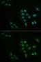Protoporphyrinogen Oxidase antibody, GTX33424, GeneTex, Immunofluorescence image 