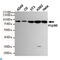 HSP90 antibody, LS-C813008, Lifespan Biosciences, Western Blot image 