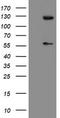 Ubiquitin Specific Peptidase 54 antibody, TA800284BM, Origene, Western Blot image 