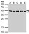 Heterogeneous Nuclear Ribonucleoprotein C (C1/C2) antibody, LS-C186303, Lifespan Biosciences, Western Blot image 