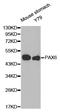 Paired Box 6 antibody, abx126998, Abbexa, Western Blot image 