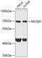 MUS81 Structure-Specific Endonuclease Subunit antibody, 22-500, ProSci, Western Blot image 