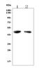 Coagulation Factor II Thrombin Receptor antibody, A03352-2, Boster Biological Technology, Western Blot image 