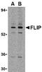 CASP8 and FADD-like apoptosis regulator antibody, ADI-AAP-440-E, Enzo Life Sciences, Western Blot image 