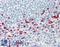 CD63 Molecule antibody, LS-B9475, Lifespan Biosciences, Immunohistochemistry frozen image 