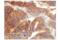PVR Cell Adhesion Molecule antibody, 81254S, Cell Signaling Technology, Immunohistochemistry frozen image 