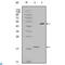 Baculoviral IAP Repeat Containing 5 antibody, LS-C812851, Lifespan Biosciences, Western Blot image 