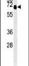 Solute Carrier Family 9 Member A9 antibody, PA5-25327, Invitrogen Antibodies, Western Blot image 