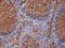CD9 Molecule antibody, SM1065PS, Origene, Immunohistochemistry frozen image 