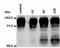 Integrin Subunit Beta 2 antibody, BM4031S, Origene, Western Blot image 