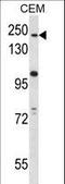 Autophagy Related 2B antibody, LS-C156578, Lifespan Biosciences, Western Blot image 