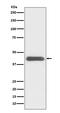 GATA Binding Protein 1 antibody, M00408, Boster Biological Technology, Western Blot image 