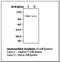 RB Transcriptional Corepressor Like 2 antibody, LS-B7909, Lifespan Biosciences, Western Blot image 