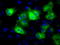 Glutamate-Ammonia Ligase antibody, TA500700, Origene, Immunofluorescence image 