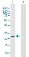 Phosphodiesterase 4D Interacting Protein antibody, H00009659-B01P, Novus Biologicals, Western Blot image 