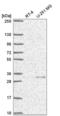 Ubiquitin carboxyl-terminal hydrolase isozyme L5 antibody, NBP2-57955, Novus Biologicals, Western Blot image 