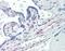 Platelet Derived Growth Factor Receptor Beta antibody, M00096, Boster Biological Technology, Immunohistochemistry paraffin image 