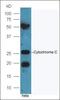 Cytochrome C, Somatic antibody, orb221350, Biorbyt, Western Blot image 