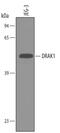 Serine/Threonine Kinase 17a antibody, AF4985, R&D Systems, Western Blot image 