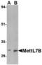 Methyltransferase-like protein 7B antibody, TA306675, Origene, Western Blot image 