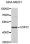 Ubiquitin Specific Peptidase 12 antibody, abx003991, Abbexa, Western Blot image 