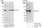 ETS translocation variant 3 antibody, A303-737A, Bethyl Labs, Immunoprecipitation image 