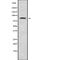 Origin Recognition Complex Subunit 3 antibody, abx217550, Abbexa, Western Blot image 