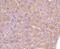 Adrenoceptor Beta 2 antibody, NBP2-67187, Novus Biologicals, Immunohistochemistry paraffin image 