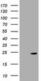 Crystallin Gamma C antibody, TA505773S, Origene, Western Blot image 