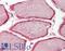 Caveolin 3 antibody, LS-B8308, Lifespan Biosciences, Immunohistochemistry frozen image 