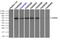 Checkpoint Kinase 2 antibody, TA500385, Origene, Immunoprecipitation image 