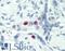 S-Phase Kinase Associated Protein 2 antibody, LS-B2487, Lifespan Biosciences, Immunohistochemistry paraffin image 