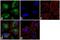 S100 Calcium Binding Protein A6 antibody, 720326, Invitrogen Antibodies, Immunofluorescence image 