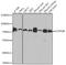 Cytochrome P450 Oxidoreductase antibody, GTX32801, GeneTex, Western Blot image 