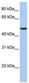 Basic Helix-Loop-Helix Family Member E41 antibody, TA333644, Origene, Western Blot image 
