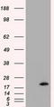 NME/NM23 Nucleoside Diphosphate Kinase 4 antibody, TA501141, Origene, Western Blot image 