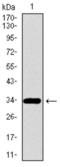 Paired Box 3 antibody, abx015953, Abbexa, Western Blot image 